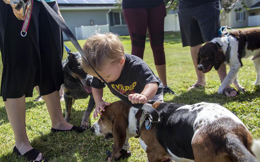 A child pets a basset hound last spring at the then newly opened Pa Honua Dog Park at Marine Corps Base Hawaii.