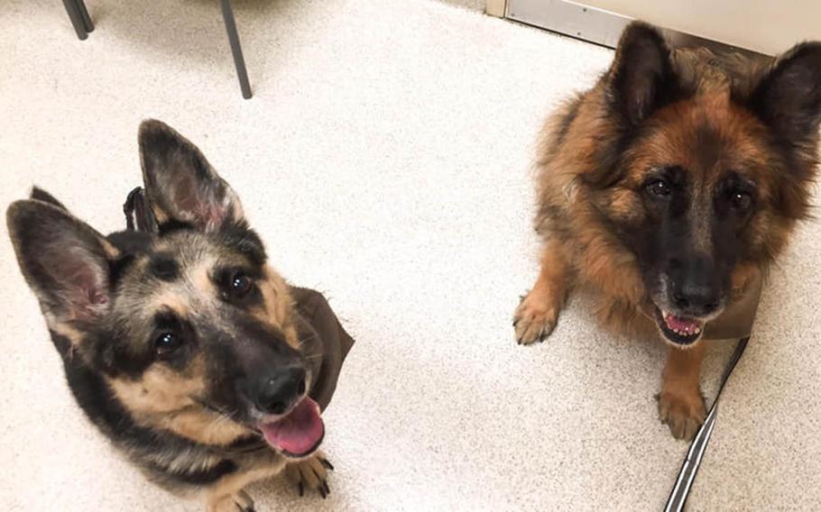Nautia, left, and Phoenix will travel through Europe and South Korea on their way Guam, a multiple-day journey that will cost their owners $11,592.