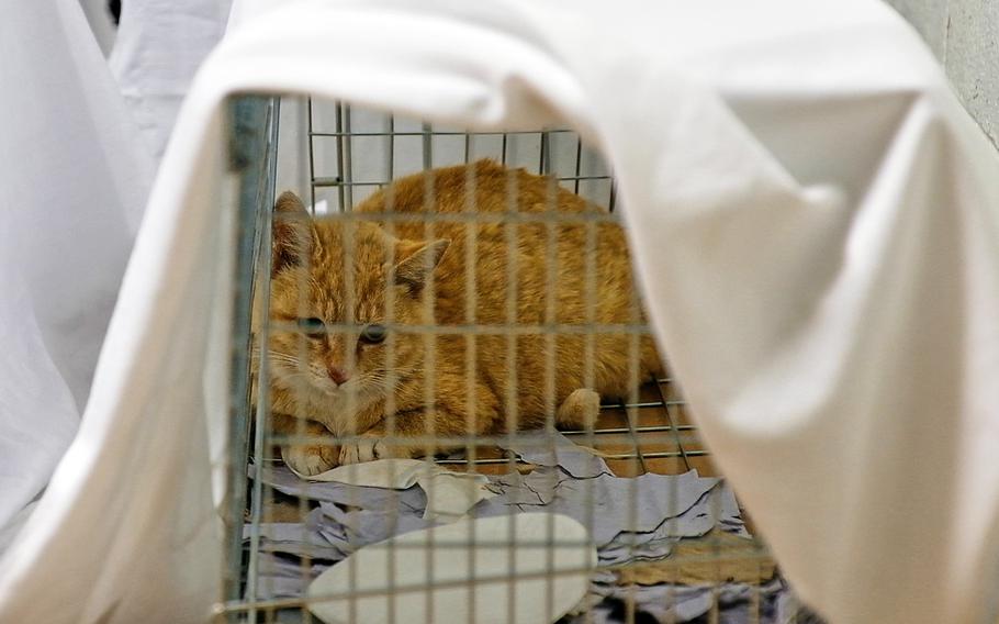 A feral cat captured for a trap, neuter and release program at Yongsan, South Korea, peers from its cage on April 27, 2019.