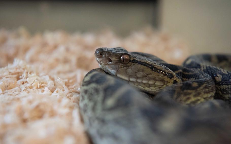 A Taiwan habu snake watches people from the corner of a terrarium at the Entomology Pest Management Section at Kadena Air Base, Okinawa, June 5, 2019. 