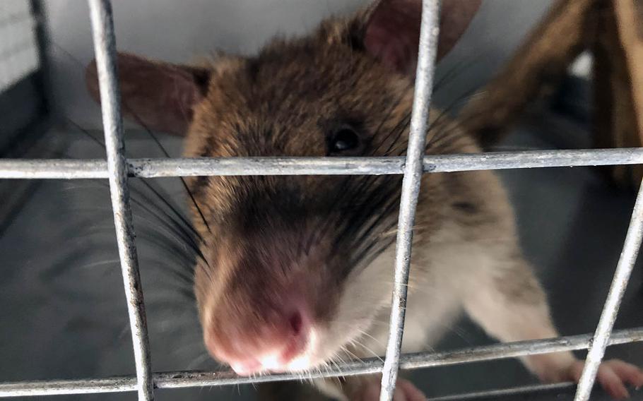 APOPO, a nongovernmental organization helping clear minefileds in Cambodia, keeps African pouch rats at its Siem Reap visitor center for educational purposes, like this one photographed Nov. 6, 2019.