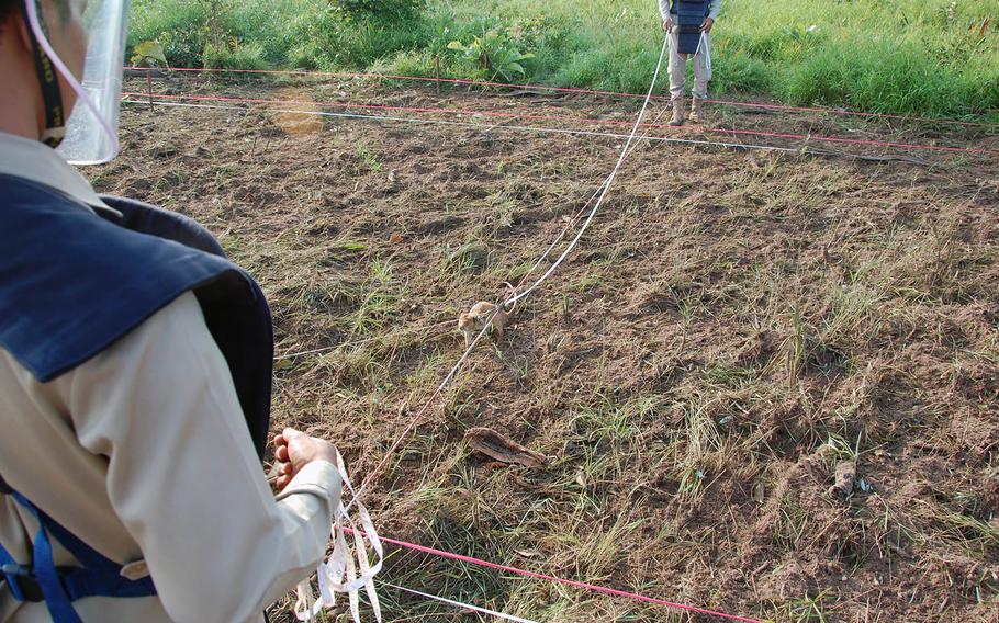 An African pouch rat makes its way between two handlers on a suspected minefield in Cambodia on Nov. 6, 2019.