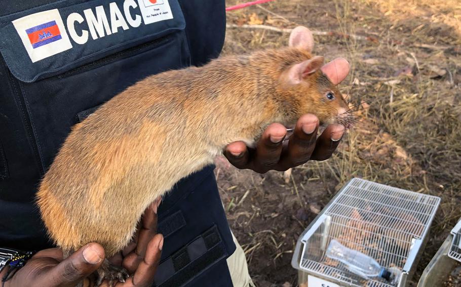 Mark Shukuru, senior technical adviser with APOPO, pulls an African pouch rat from its carrier at a work site in Cambodia on Nov. 6, 2019.