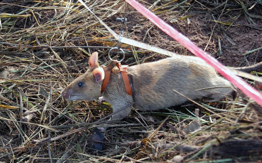 An African pouch rat sniffs for landmines in a suspected minefield in a rural area north of Siem Reap, Cambodia, on Nov. 6, 2016.