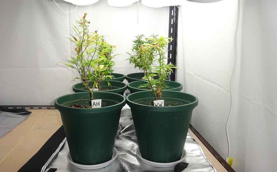 Okinawa police say these six potted marijuana plants were found in an American base worker's home earlier this year. 