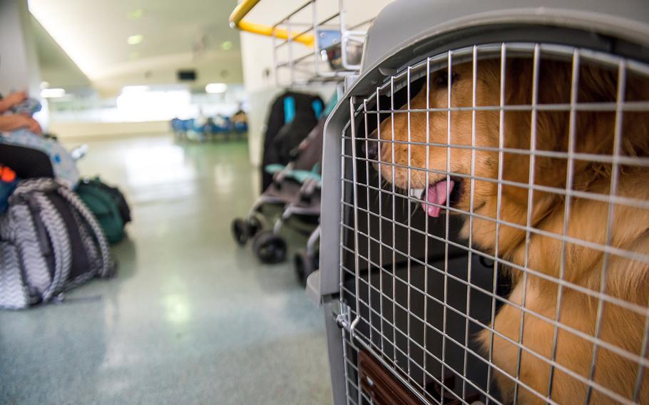 A dog that traveled on a Patriot Express flight sits in its kennel inside the passenger terminal at Yokota Air Base, Japan, in 2018.