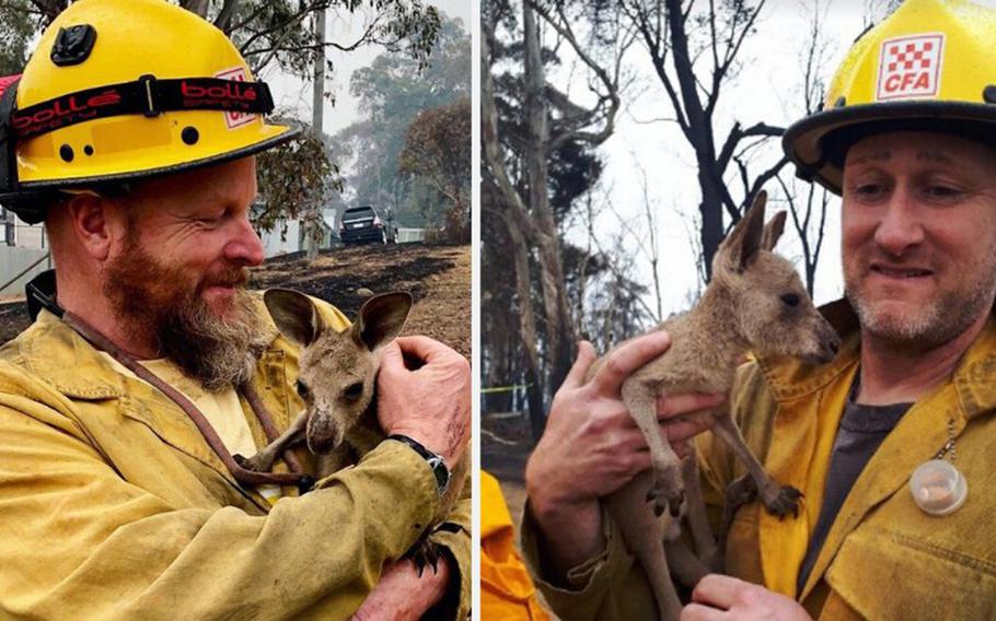 American firefighters Dave Soldavini, left, and Brian Stearns of the U.S. Forest Service made friends with some young kangaroos recently while battling bushfires in Australia.