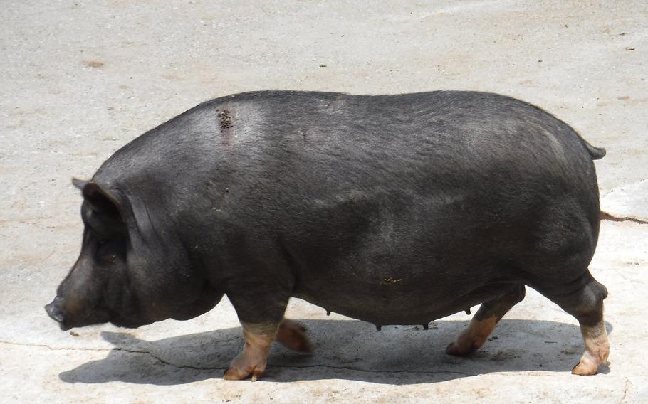 An Okinawan black pig strolls around a farmers market in Nakagusuku village, Okinawa, Aug. 7, 2018.