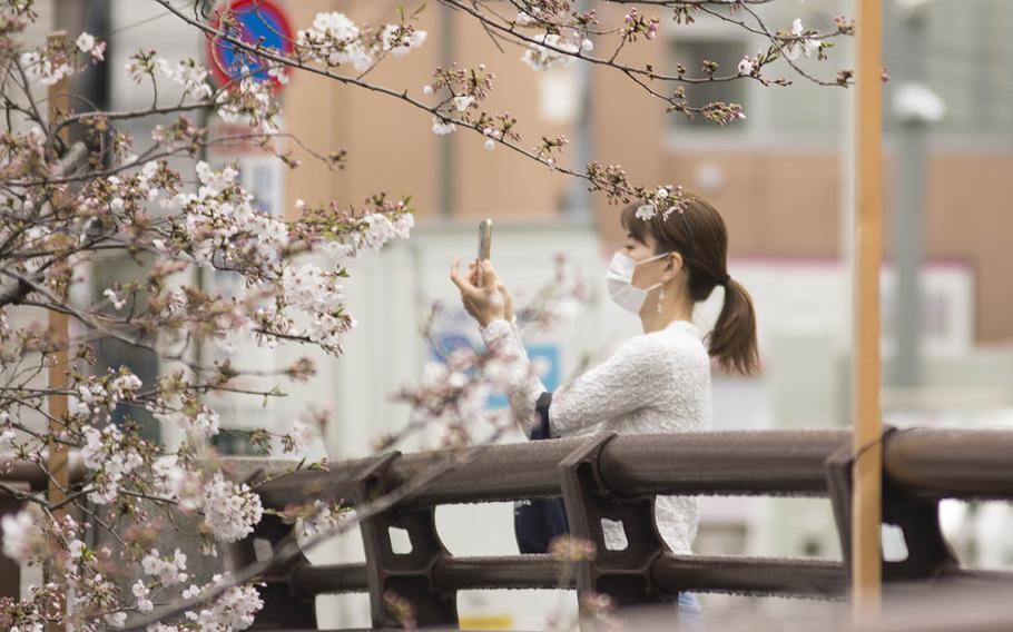 A woman photographs cherry blossoms along the Meguro River in central Tokyo, Monday, March 23, 2020.
