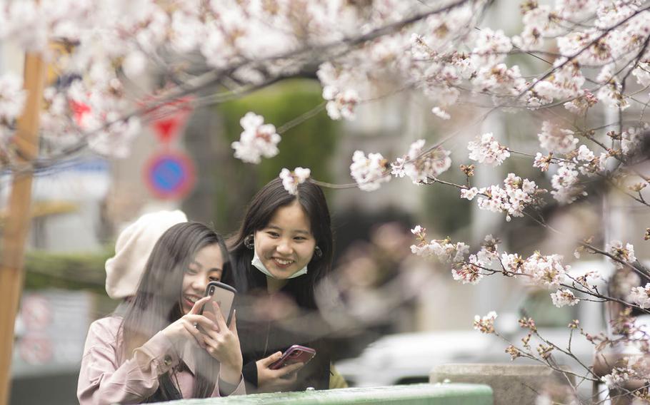 People photograph cherry blossoms along the Meguro River in central Tokyo, Monday, March 23, 2020.