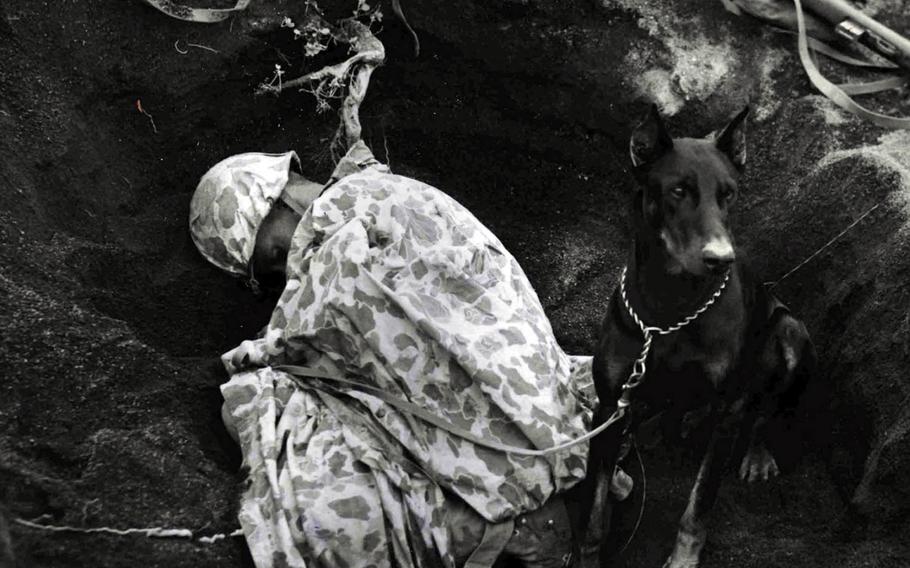 In this undated photo, "Butch," a Doberman pinscher Marine War Dog, stands guard as his partner, Pvt. Rez Hester of Liberty, N.C., catches some sleep in a foxhole on Iwo Jima in 1945.
