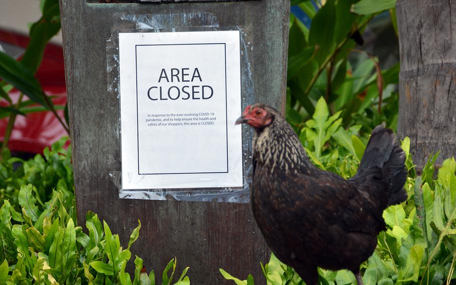 Nobody here but us chickens: A visitor takes advantage of a peopleless Waikiki Beach and hunts for treats in the shrubbery at the Tesla dealership, March 31, 2020.