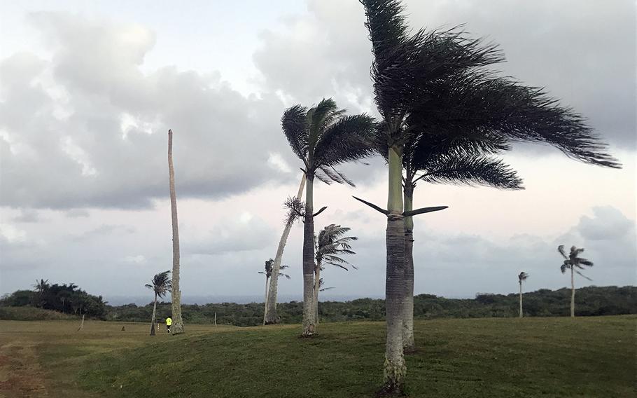 The Palm Tree Golf Course at Andersen Air Force Base, Guam, is infested with voracious coconut rhinoceros beetles, whose meal of choice is the course's namesake coconut palm.