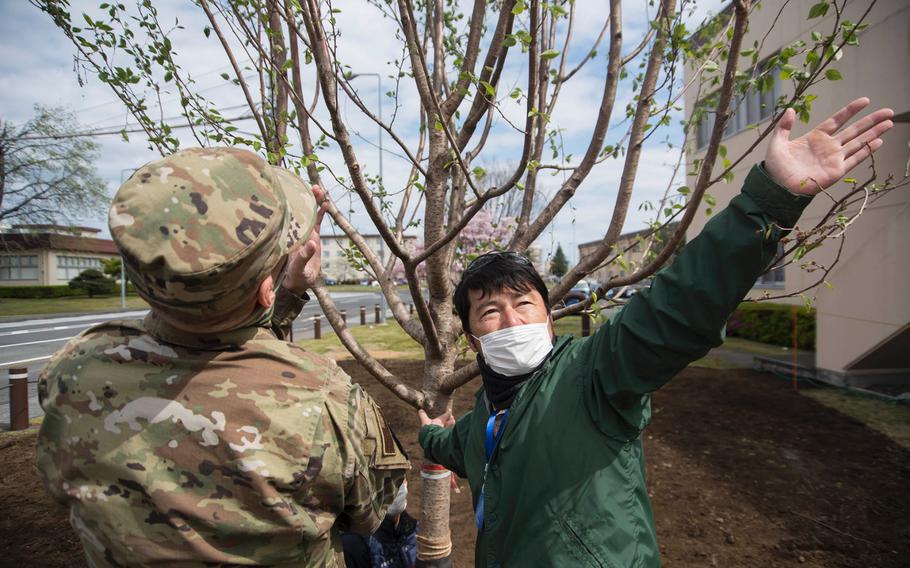 Masahiko Yokomizo, a contracting officer representative, right, and Maj. Trent Bolte, 374th Civil Engineer Squadron operations flight commander, prepare a cherry tree for planting at Yokota Air Base, Japan, Friday, April 24, 2020.
