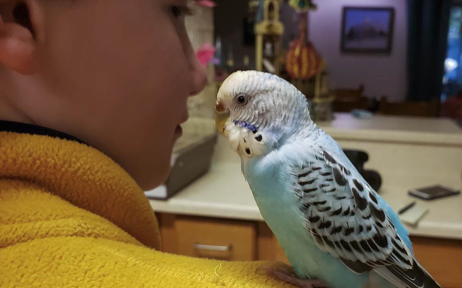 Johnny Stull holds a parakeet found on a playground at Yokota Air Base, Japan, Monday, April 27, 2020.