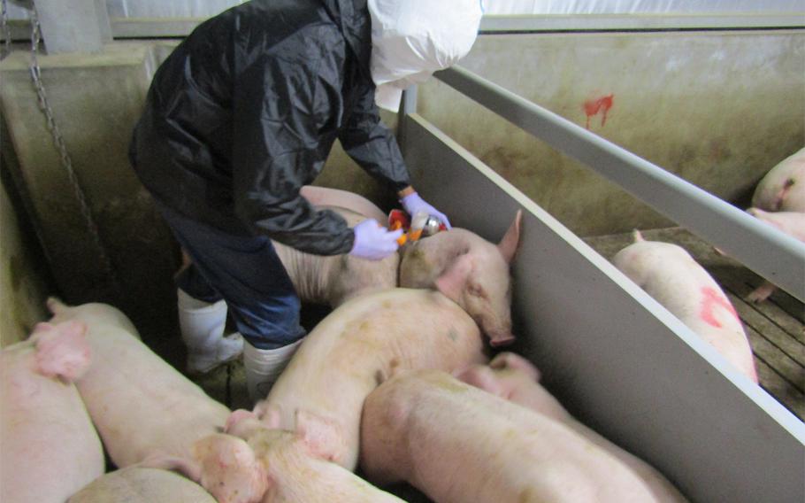 A veterinarian from the Okinawa prefectural government gives classical swine fever vaccinations to pigs at a farm in the Kunigami district of Okinawa, March 6, 2020.