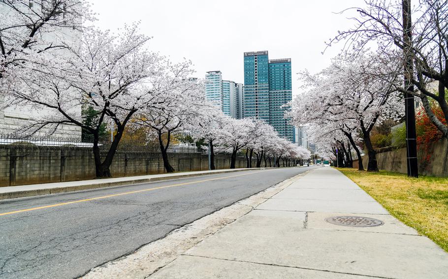Cherry trees line a street at the U.S. Army's Yongsan Garrison in Seoul, South Korea, April 9, 2020.