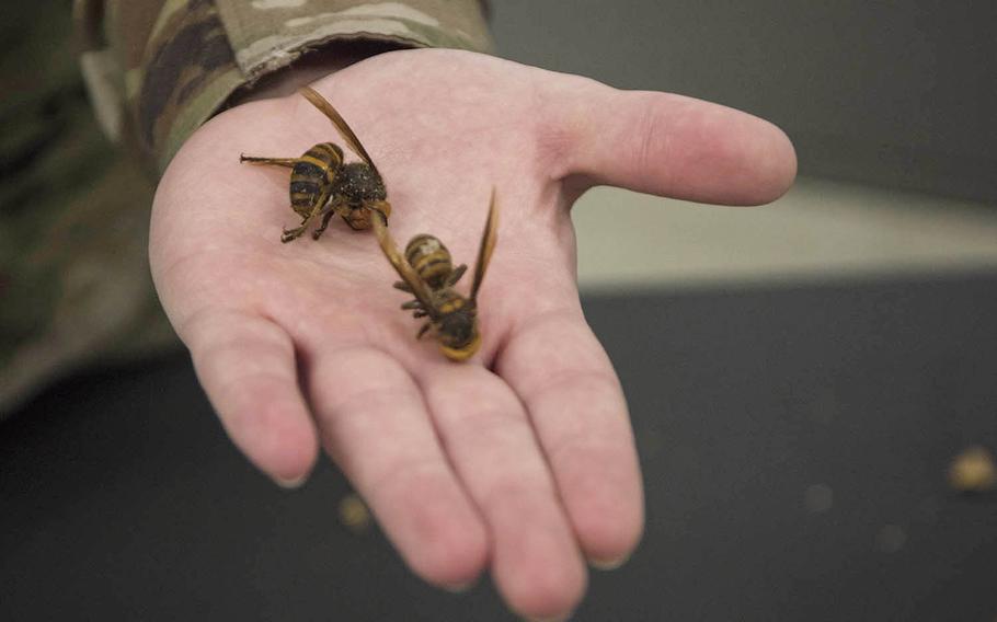 Staff Sgt. Vincent Sarver, an entomologist on Yokota Air Base in western Tokyo, holds two Asian giant hornet carcasses, Monday, May 18, 2020.