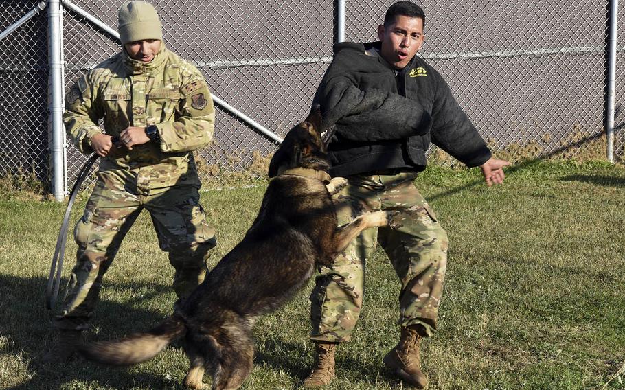 Senior Airman Edwin Leyva, right, a military working dog handler, puts on a demonstration for students at Kunsan Air Base, South Korea, Nov. 8, 2019.