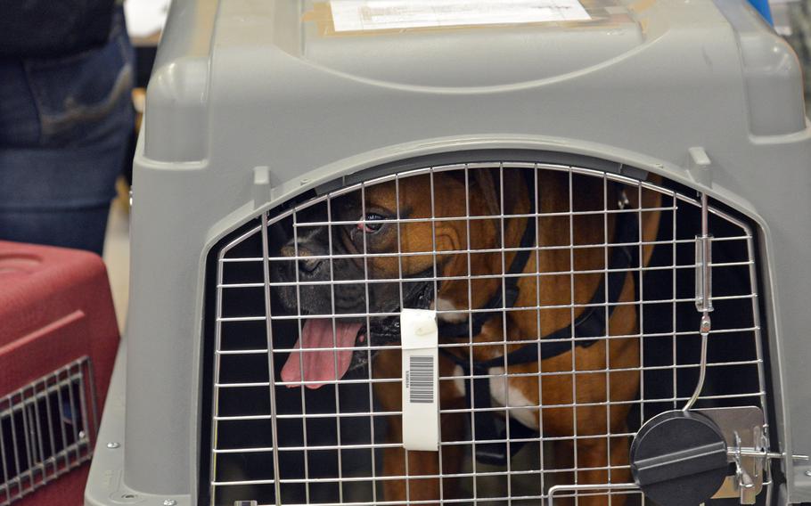 A dog waits to be picked up by its owner after arriving at Ramstein Air Base, Germany, Thursday, March 31, 2016. An Army veterinarian  team was on hand to help get pets through customs and reunite them with their families.  

