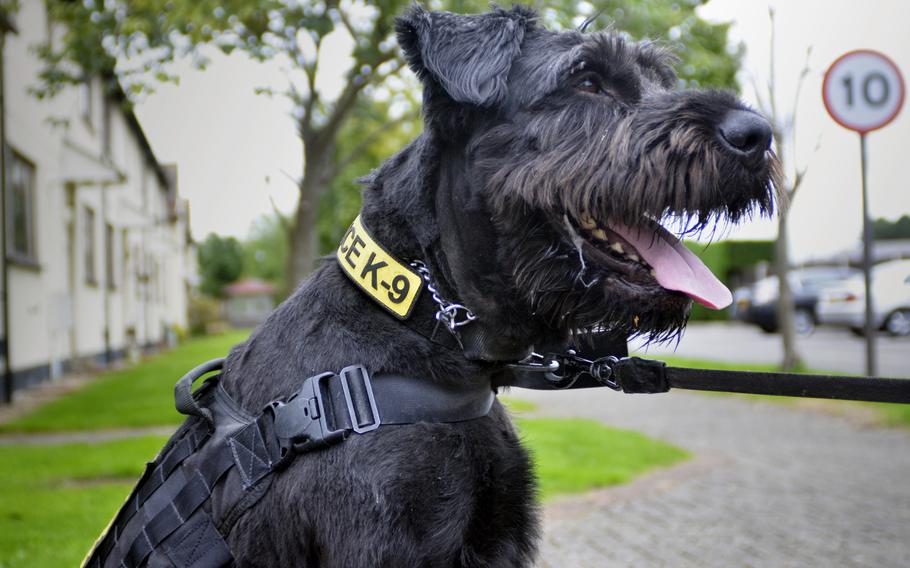 Brock, a giant schnauzer assigned to the 100th Security Forces Squadron at RAF Mildenhall, England, is the first giant schnauzer to work for the  Department of Defense in more than 30 years.