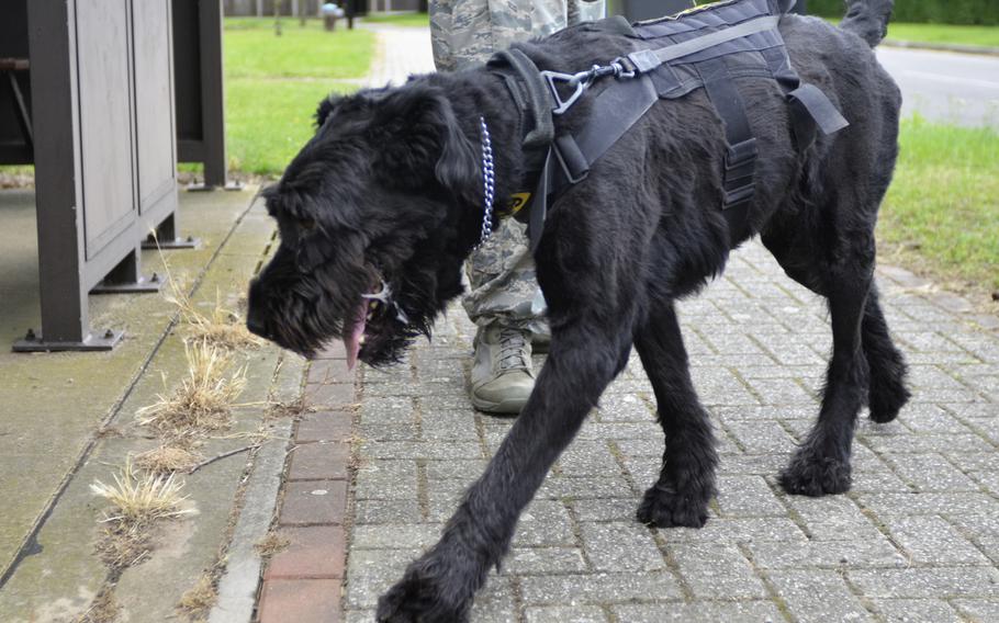 Brock the giant schnauzer and his handler Staff Sgt. Dominick Young, both assigned to the 100th Security Forces Squadron, patrol the on-base housing area at RAF Mildenhall, England, Friday, July 28, 2017.
