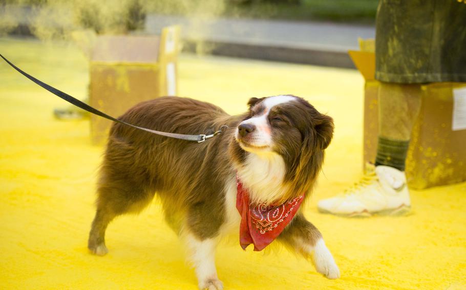 A dog shies away from a mist of colored powder during the Color Run at Ramstein Air Base, Germany, on Saturday, Aug. 12, 2017.

