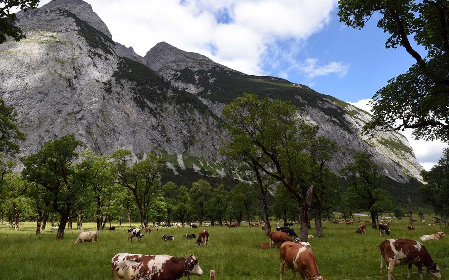 Alpine dairy cows on the route of the Ride the Alps event, Near Eng, Austria, Saturday, June 23, 2018. 