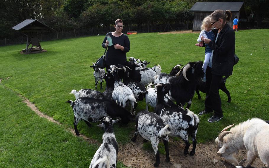 African dwarf goats vie for handouts at Wildpark Potzberg near Foeckelberg, Germany in 2017. The German state of Rheinland-Pfalz is planning on lifting some coronavirus restrictions next week, including those on zoos and botanical gardens. They can reopen at 25% capacity, with social distancing measures and mask rules in effect.

