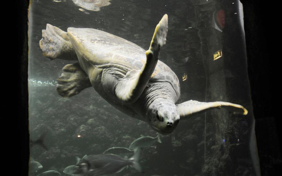 A green sea turtle is one of the main attractions at the Naples aquarium, officially known as Stazione Zoologica Anton Dohrn.