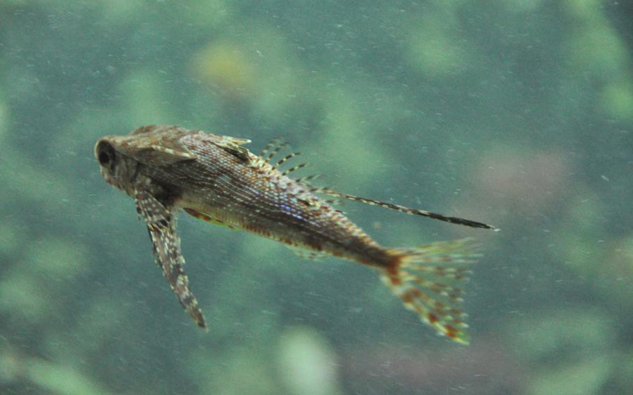 Flying fish are one of the many local specimens from the Gulf of Naples in the aquarium at the Stazione Zoologica Anton Dohrn.