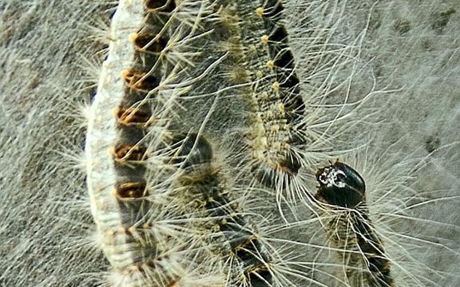 Military medical officials are warning people to avoid a caterpillar that emerges in Europe during the summer and whose bristles can trigger allergic reactions.
The oak processionary caterpillar is indigenous to central and southern Europe and lives in oak trees from May through July, according to Europe Regional Medical Command officials.