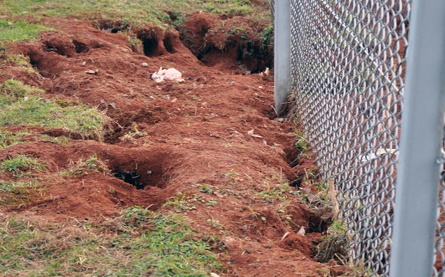 Holes made by rabbits are in the hundreds all around Heidelberg, Germany's Patrick Henry Village.