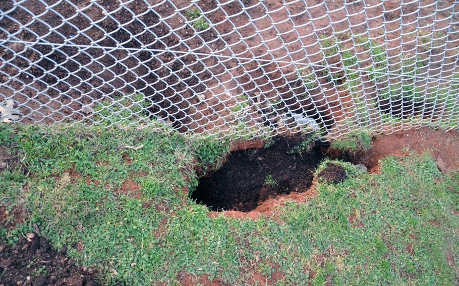 Holes made by rabbits are in the hundreds all around Heidelberg, Germany's Patrick Henry Village.