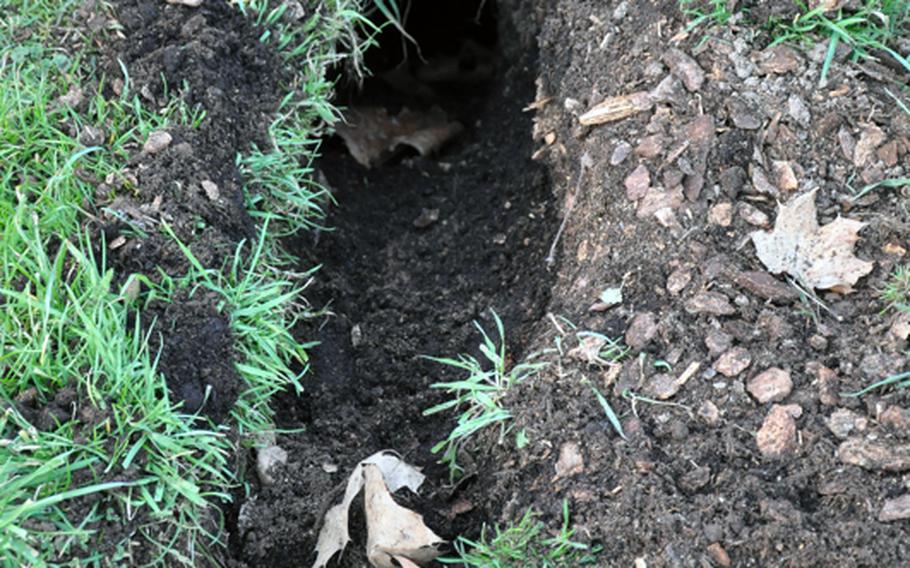 Holes made by rabbits are in the hundreds all around Patrick Henry Village.