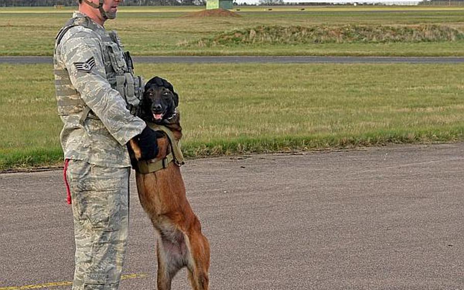 Staff Sgt. Christopher Bieu with the 100th Security Forces Squadron waits with a military working dog, Vvonya, before starting a hands-on portion of training with the Tonga Defense Services' 6th Contingent. The Tongans, who are deploying to Afghanistan soon, needed a familiarization course on working with military dogs for providing security at Camp Bastion in Afghanistan.

Adam L. Mathis/Stars and Stripes