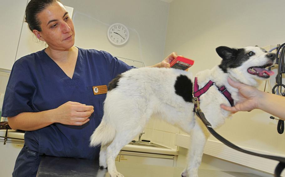 Daniela Jacopini, a veterinarian, scans the microchip of a 12-year-old dog at RAF Feltwell in 2012. Britain's impending exit from the European Union could make it more difficult for U.S. service members based in Britain to travel with their pets to continental Europe.