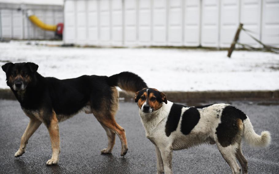 Chico, right, was found by American troops during a military competition in 2018 at Bemowo Piskie Training Area, in Orzszyz, Poland, and given a name and a home.