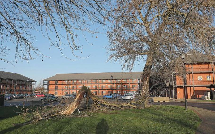 A tree located near the dormitories on RAF Mildenhall fell during Storm Ciara's passing on Sunday, Feb 9, 2020. 

