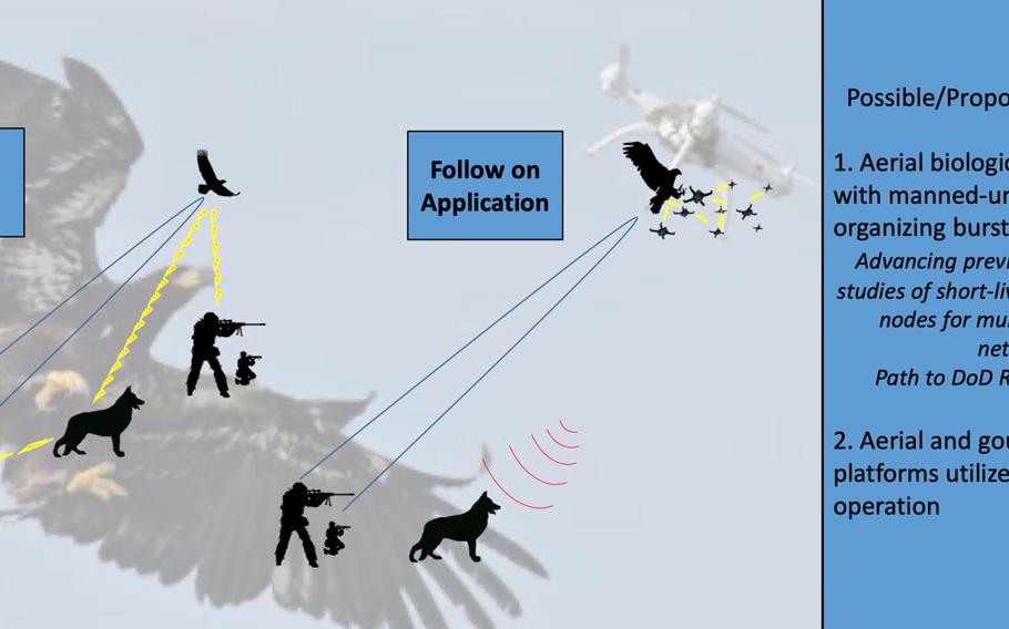 This slide from an April 2018 conference presentation at the Naval Postgraduate School describes the possible applications of training birds of prey and dogs as live relay nodes for mesh networks, as well as for counterdrone operations on a future battlefield.