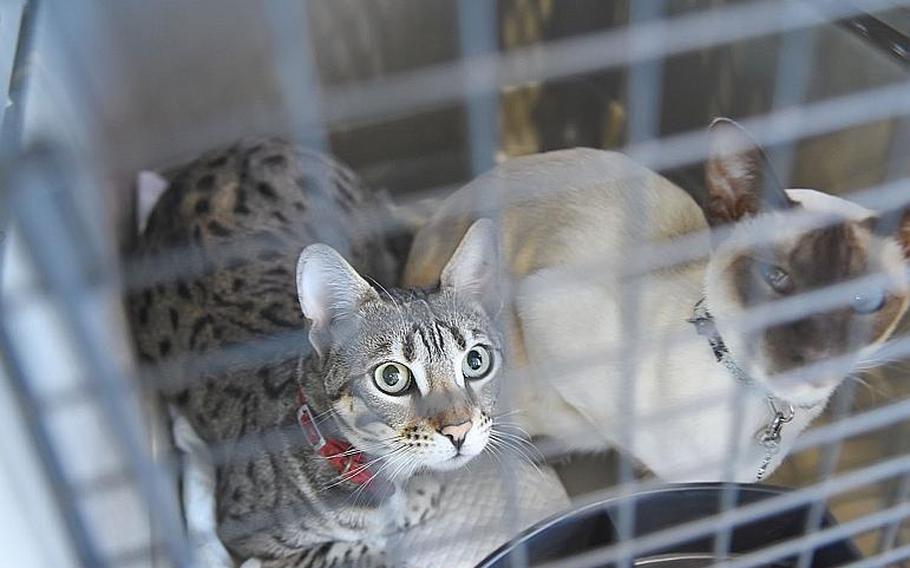 Nala, left, and Evia, peer out from their kennel inside the passenger terminal at Ramstein Air Base, Germany, on Friday, May 29, 2020. Military families are beginning to move again with their pets as the Pentagon's stop movement eases but options for pet transportation are limited and expensive outside of military channels.