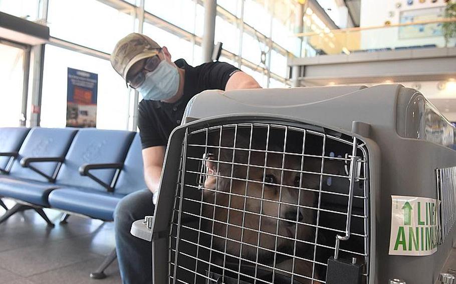 Air Force Tech. Sgt. Gregory Oakley checks on his pet Corgi, Fritzi, while preparing to board a Patriot Express flight to the States on Friday, May 29, 2020, at Ramstein Air Base, Germany.