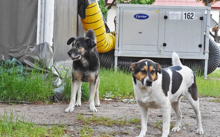 Nacho, left, and Chico stand still for a photo at Bemowo Piskie Training Area in Orzysz, Poland on June 4, 2020. Nacho has been cared for by American troops at the base since early 2020, and Chico since 2018.