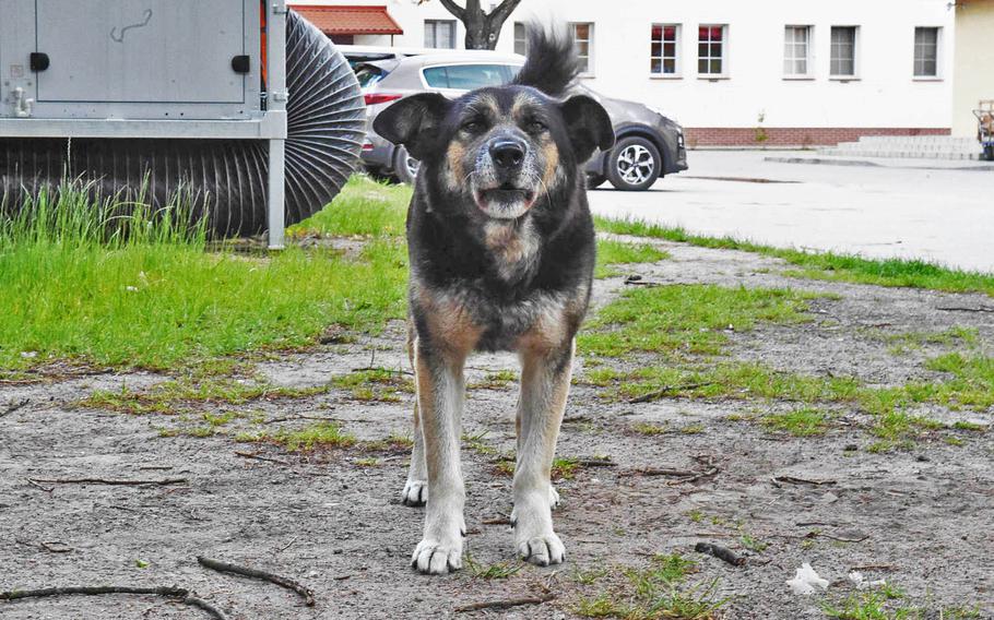 Nacho, a dog that troops at the Bemowo Piskie Training Area in Orzysz, Poland, look after, stands still long enough for a picture to be taken on June 4, 2020. 
