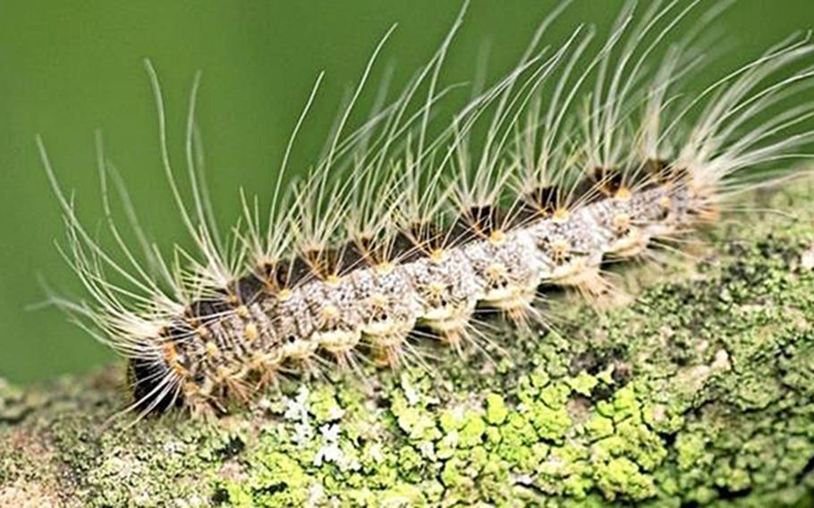 Oak processionary moth caterpillars pose health risks to humans and pets. They are easy to identify because by the long black stripe down the back of their yellowish-white body covered in gray hairs.