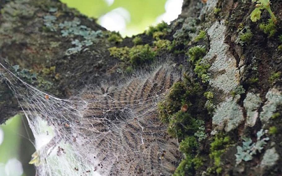 Oak processionary moth caterpillars are found in oak trees from May to July. Additionally, they typically follow one another head-to-tail in "processions" from their nests to their feeding places.