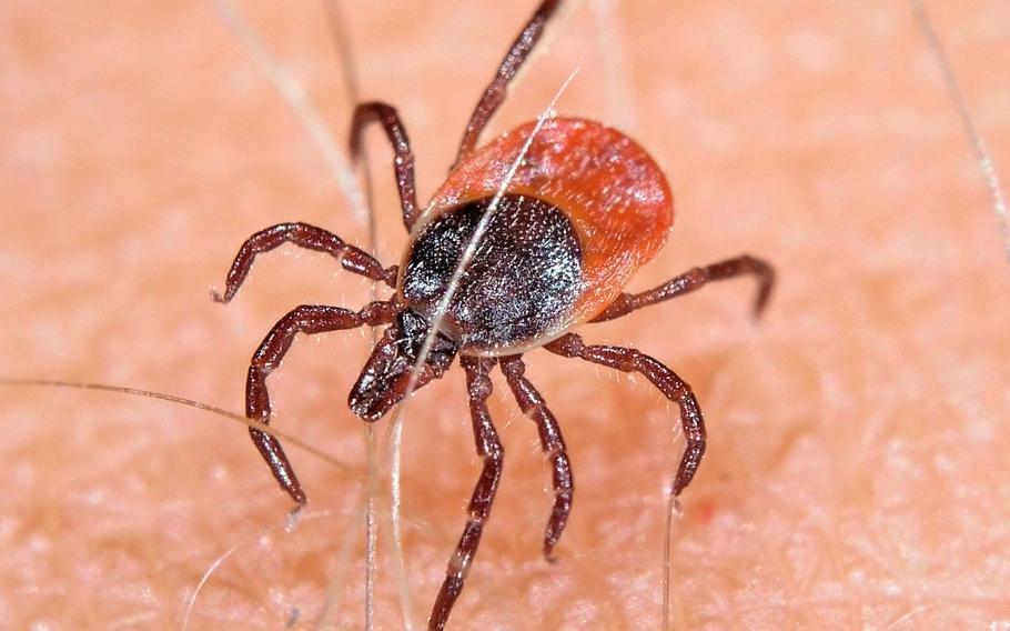 Little ticks are a big problem. They are not always easy to spot and they can carry serious diseases, such as Lyme disease and tick-borne encephalitis.