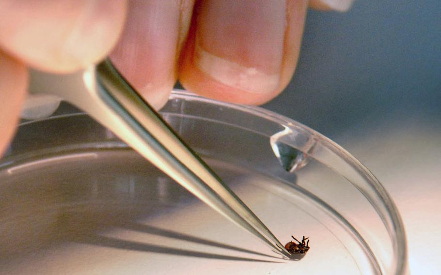 A lab technician in the Entomological Sciences Division at Landstuhl Regional Medical Center looks at a tick sent in by a health clinic for identification.