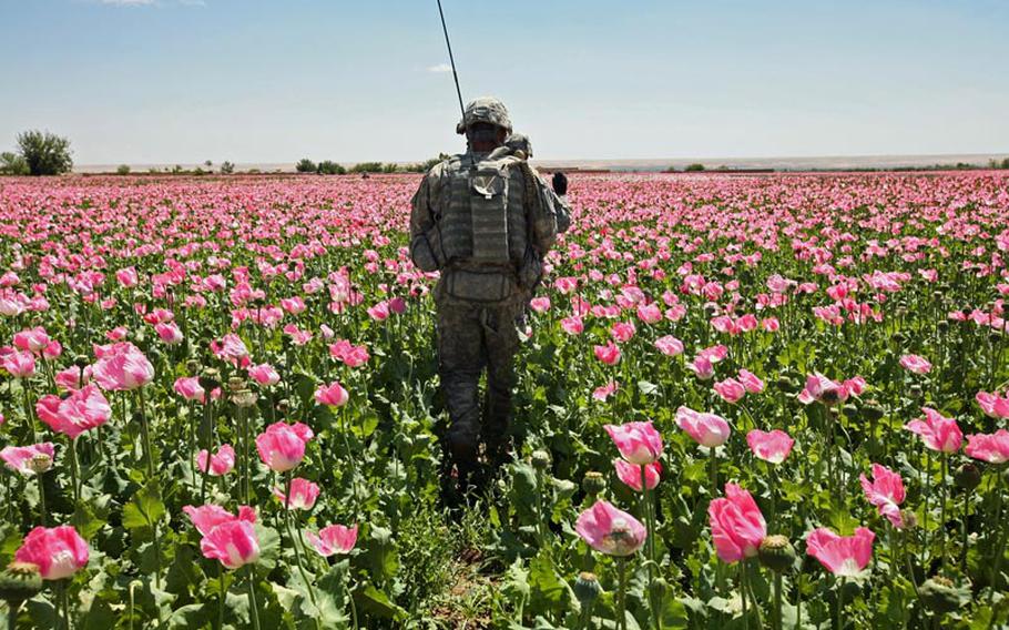 Fields of opium poppy stretch in every direction as soldiers with Company A, 2nd Battalion, 2nd Infantry Regiment, conduct a patrol near the village of Mir Hotak, Kandahar province, Afghanistan in 2009.
Stars and Stripes
April 15, 2009.