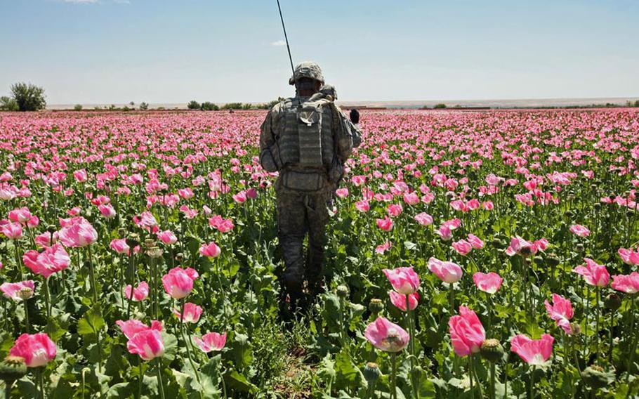 Fields of opium poppy stretch in every direction as soldiers with Company A, 2nd Battalion, 2nd Infantry Regiment, conduct a patrol near the village of Mir Hotak, Kandahar province, Afghanistan in 2009. 

Stars and Stripes

April 15, 2009.